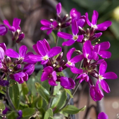 Арабис РОУЗ делайт в Набережных Челнах