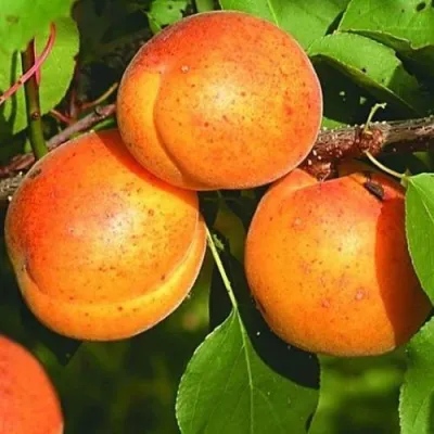 Абрикос СПАДЧЫНА в Набережных Челнах