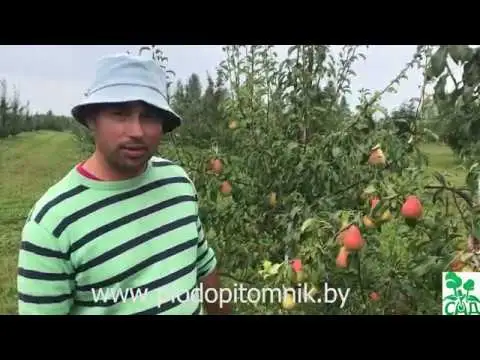 Превью видео