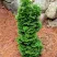 Туя СПИРАЛИС МИНИ западная в Набережных Челнах
