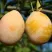 Слива ВАШИНГТОН в Набережных Челнах