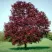 Клен РОЯЛ РЕД остролистный в Набережных Челнах