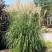Мискантус ВАНИЛЛА СКАЙ китайский в Набережных Челнах