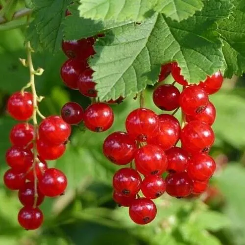 Смородина красная РОНДОМ в Набережных Челнах