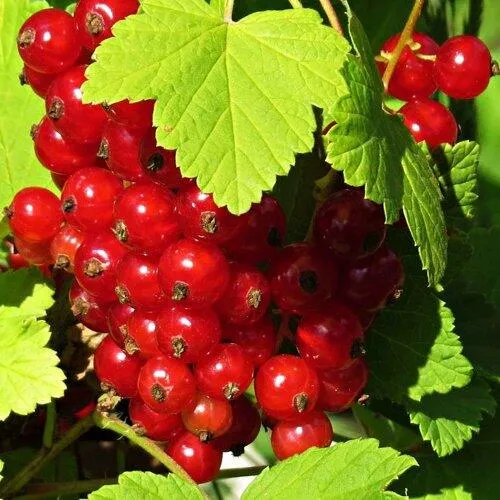 Смородина красная ГАЗЕЛЬ в Набережных Челнах