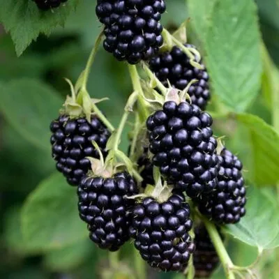 Ремонтантная в Набережных Челнах