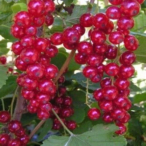 Смородина красная ПУРПУРНАЯ в Набережных Челнах