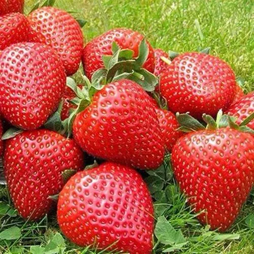 Клубника ЭЛИАНЕ в Набережных Челнах