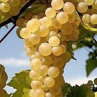 Неукрывные сорта   Неукрывные сорта  в Набережных Челнах