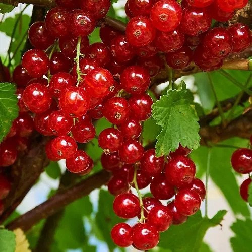 Смородина красная НАТАЛИ в Набережных Челнах