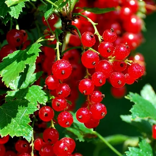 Смородина красная НЕНАГЛЯДНАЯ в Набережных Челнах