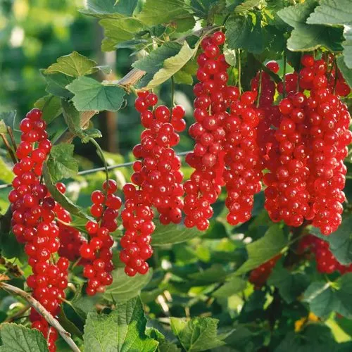 Смородина красная РУДНЕУС в Набережных Челнах