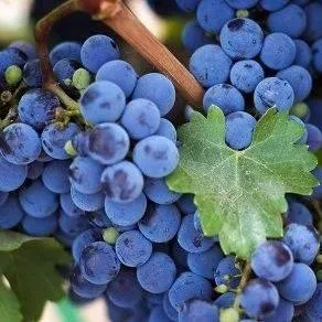 Винный   Винный  в Набережных Челнах