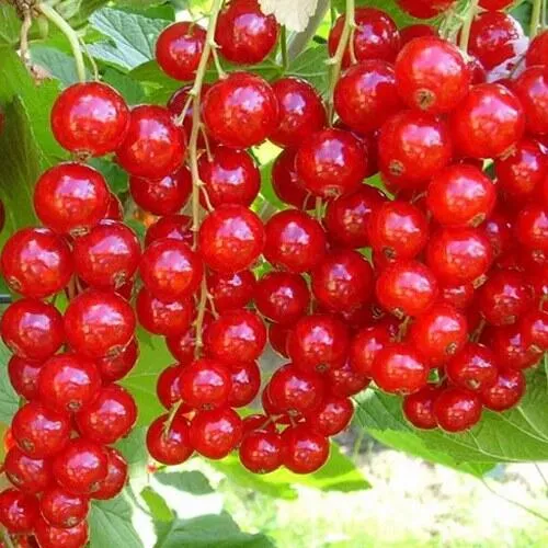 Смородина красная ФЕРТОДИ в Набережных Челнах