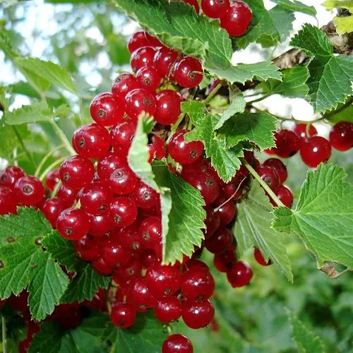 Смородина красная ГОЛЛАНДСКАЯ КРАСНАЯ в Набережных Челнах