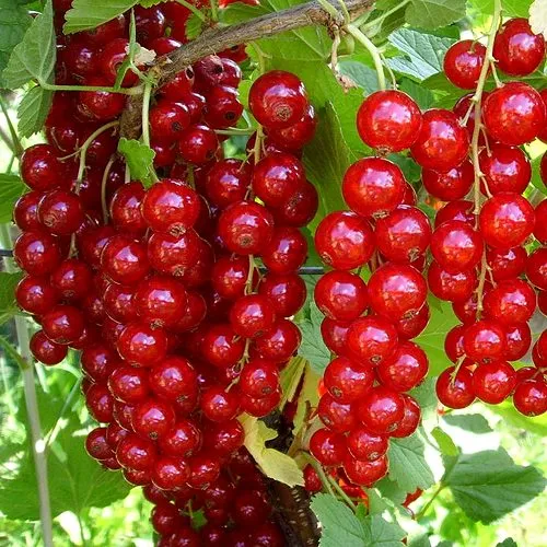 Смородина красная ЙОНКЕР ВАН ТЕТС в Набережных Челнах