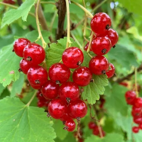 Смородина красная МААРСЕС ПРОМИНЕНТ в Набережных Челнах