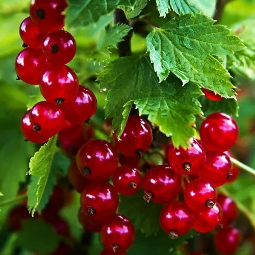 Смородина красная РОЛАН в Набережных Челнах