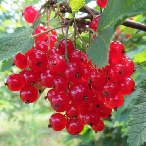 Смородина красная КРАСНАЯ АНДРЕЙЧЕНКО в Набережных Челнах