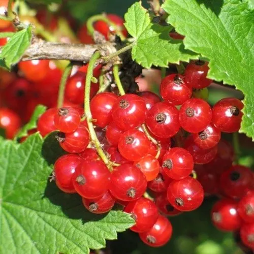 Смородина красная РАЧКОВСКАЯ в Набережных Челнах