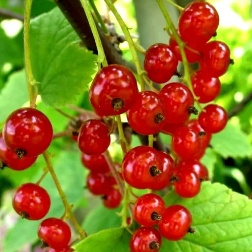 Смородина красная КОРАЛЛОВАЯ в Набережных Челнах