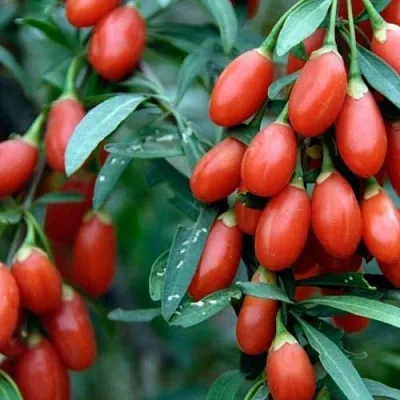 Годжи NEW BIG  Годжи NEW BIG в Набережных Челнах