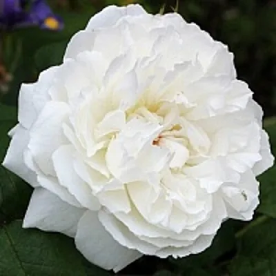 Саженцы роз ВИНЧЕСТЕР КАФЕДРАЛ английская  Саженцы роз ВИНЧЕСТЕР КАФЕДРАЛ английская в Набережных Челнах