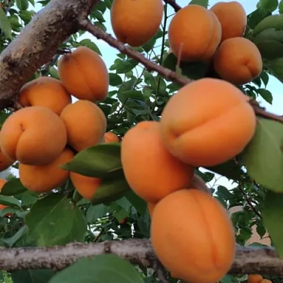 Абрикос ГОЛД РИЧ  Абрикос ГОЛД РИЧ в Набережных Челнах