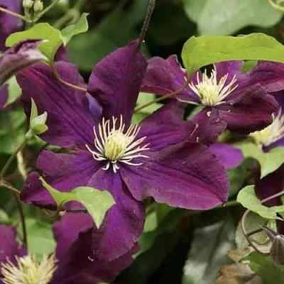 Клематис ГЕРОИ ВАРШАВЫ в Набережных Челнах