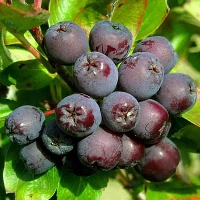 Рябина ЛИКЁРНАЯ сладкоплодная  Рябина ЛИКЁРНАЯ сладкоплодная в Набережных Челнах