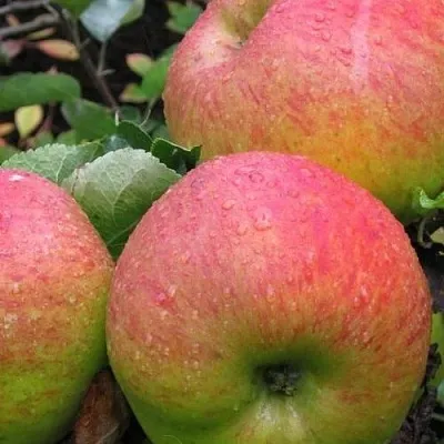 Яблоня ЯБЛОЧНЫЙ СПАС  Яблоня ЯБЛОЧНЫЙ СПАС в Набережных Челнах