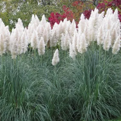 Кортадерия белая (пампасная трава) в Набережных Челнах