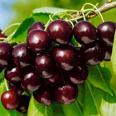 Черешня ВИТЯЗЬ  Черешня ВИТЯЗЬ в Набережных Челнах