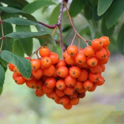 Рябина ВЕФЕД сладкоплодная  Рябина ВЕФЕД сладкоплодная в Набережных Челнах