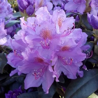 Рододендрон  Рододендрон в Набережных Челнах