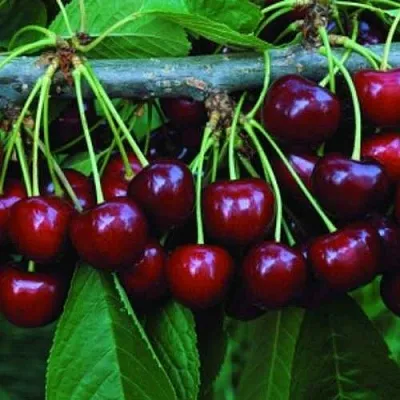 Черешня ВЕДА  Черешня ВЕДА в Набережных Челнах