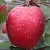 Яблоня СИРЕНА
