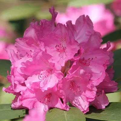 Рододендрон ЛУМИНА в Набережных Челнах