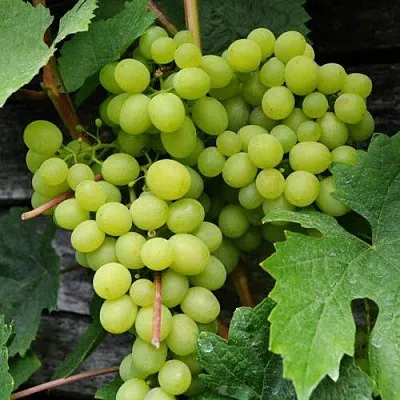 Виноград АЛЕШЕНЬКИН  Виноград АЛЕШЕНЬКИН в Набережных Челнах