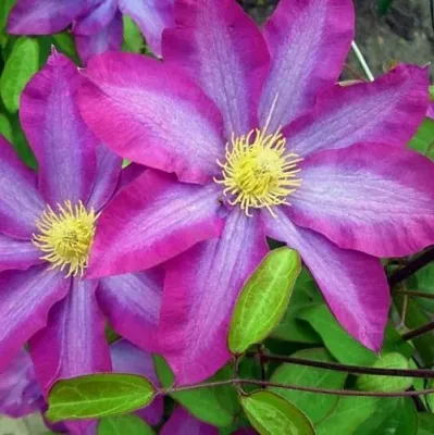 Клематис КАКИО в Набережных Челнах