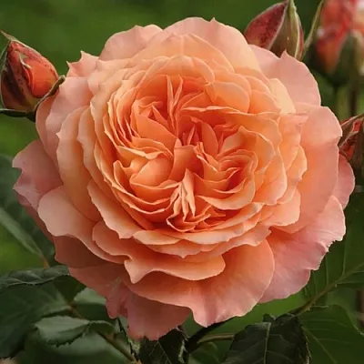 Саженцы роз БЕЛЬВЕДЕР шраб  Саженцы роз БЕЛЬВЕДЕР шраб в Набережных Челнах