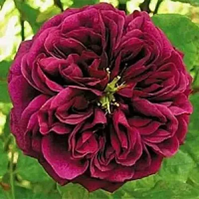 Саженцы роз ЗЕ ПРИНЦ английская  Саженцы роз ЗЕ ПРИНЦ английская в Набережных Челнах