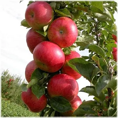 Яблоня ОСТАНКИНО колонновидная в Набережных Челнах