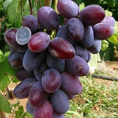 Средние сорта  Средние сорта в Набережных Челнах