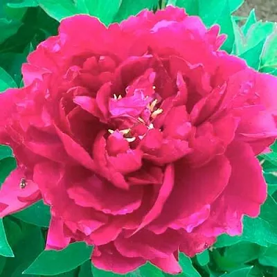 Пион ОСТРОВНОЙ МИНИСТР древовидный  Пион ОСТРОВНОЙ МИНИСТР древовидный в Набережных Челнах