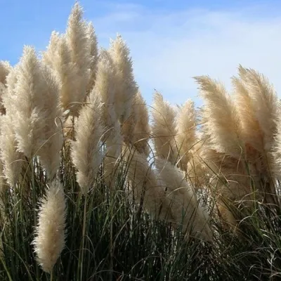 Кортадерия белая (пампасная трава) в Набережных Челнах