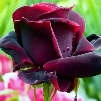 Саженцы роз ЧЕРНЫЙ ПРИНЦ чайно-гибридная в Набережных Челнах