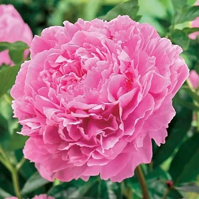 Пион МИСС ЭКХАРТ травянистый  Пион МИСС ЭКХАРТ травянистый в Набережных Челнах