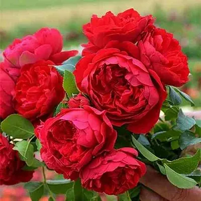 Саженцы роз ФЛОРЕНТИНА плетистая  Саженцы роз ФЛОРЕНТИНА плетистая в Набережных Челнах