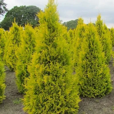 Туя САНКИСТ западная в Набережных Челнах